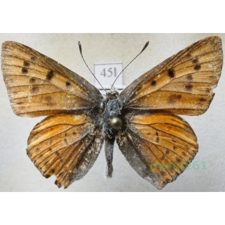 Lycaena alciphron (Rottemburg, 1775) male Czerwończyk zamgleniec Bulgaria45l